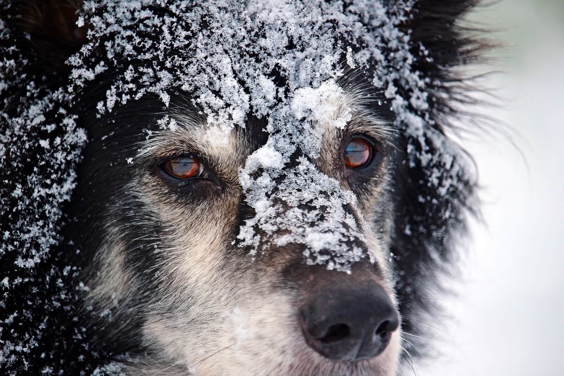 hund vinter snö