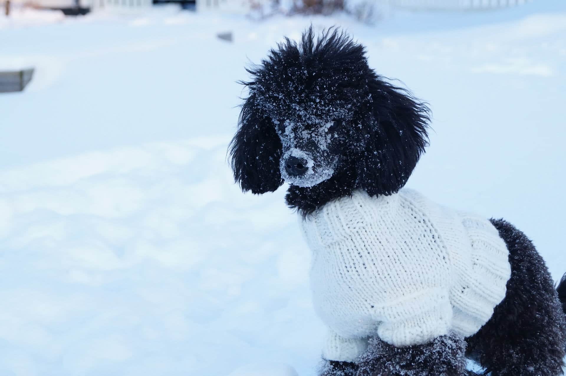 Hund kallt väder