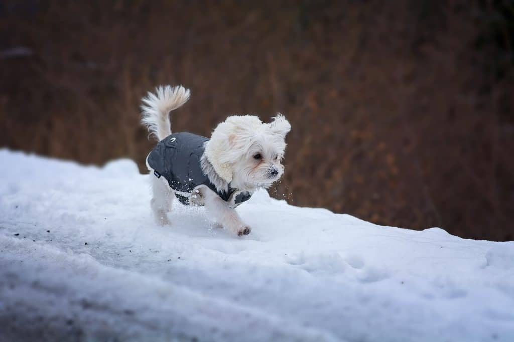 Liten hund snö