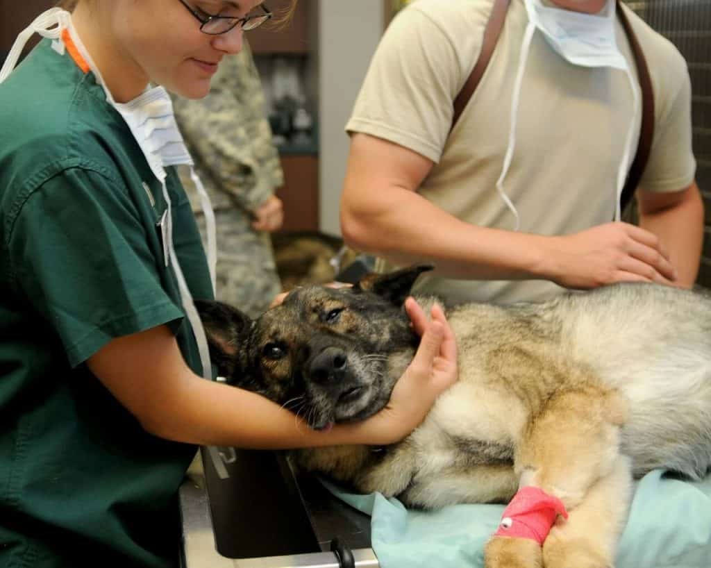 Hundförsäkring veterinärvård