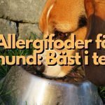 Allergifoder hund