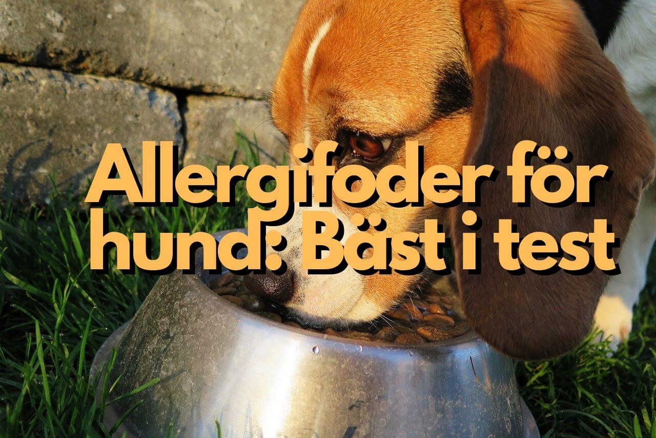 Bästa allergifodret för hund [Bäst i test] Hund24 - Hund24