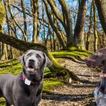 Bästa hund-gps:en och hundpejlen