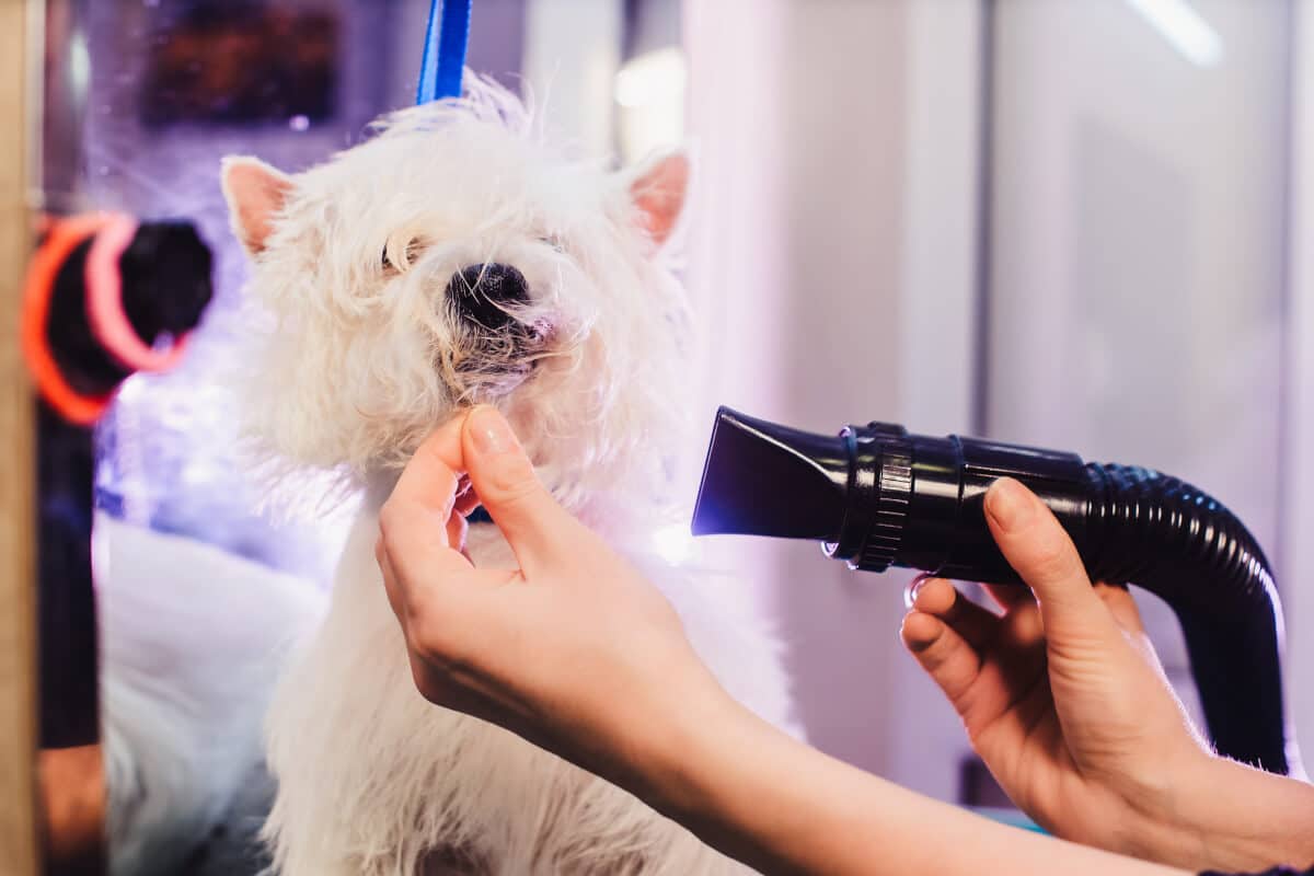 Bästa hundfönen används på en vit hund