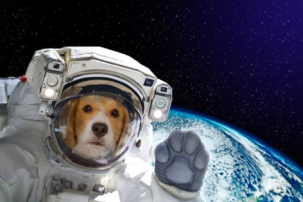 Hund i rymden