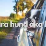 Lära hund åka bil