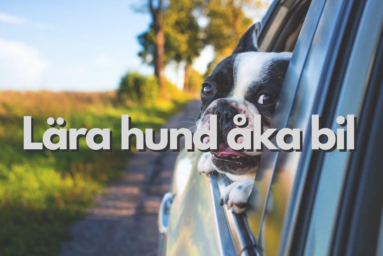 Lära hund åka bil