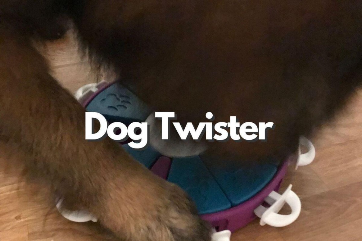 Dog Twister hund