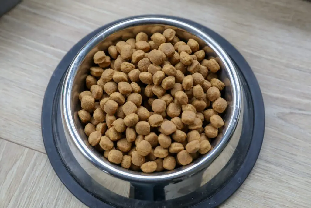 Bästa torrfodret för hund i matskål