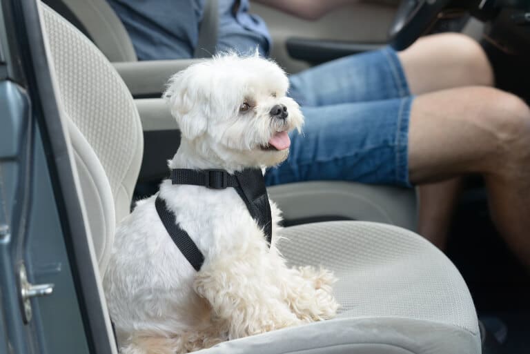 Bilbälte för hund