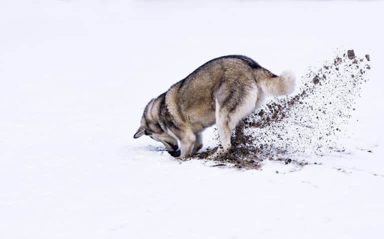 Hund som gräver