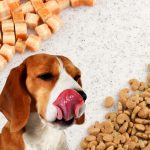 Hundfoder utan spannmål beagle
