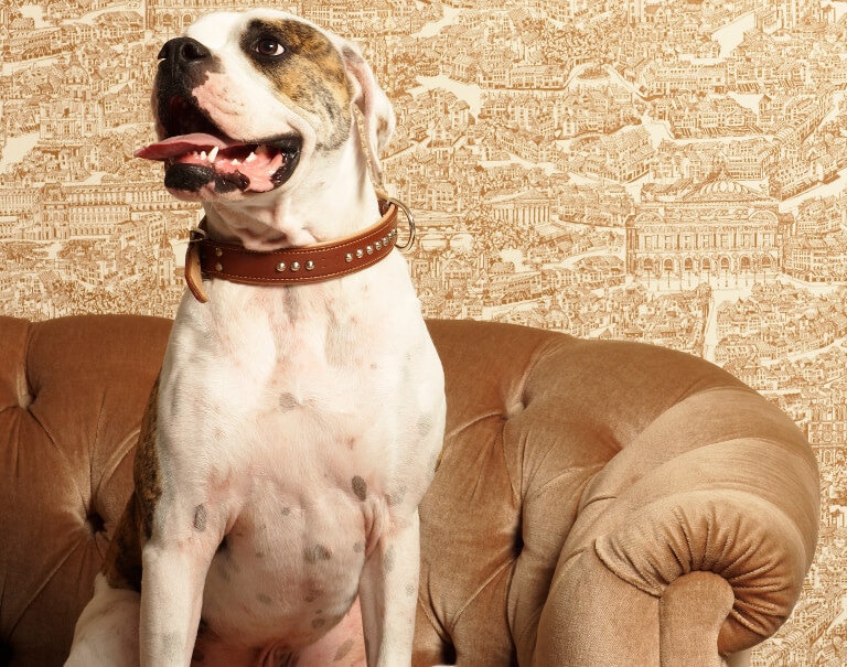 Boxerhund i soffa