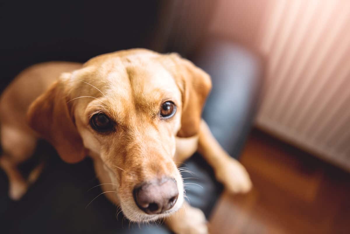 Hund i hundsoffa