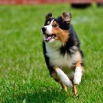 Hur snabbt springer en hund