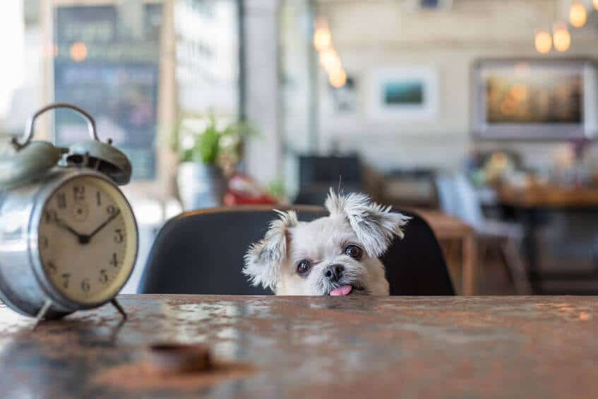 Hundar uppfatta tid