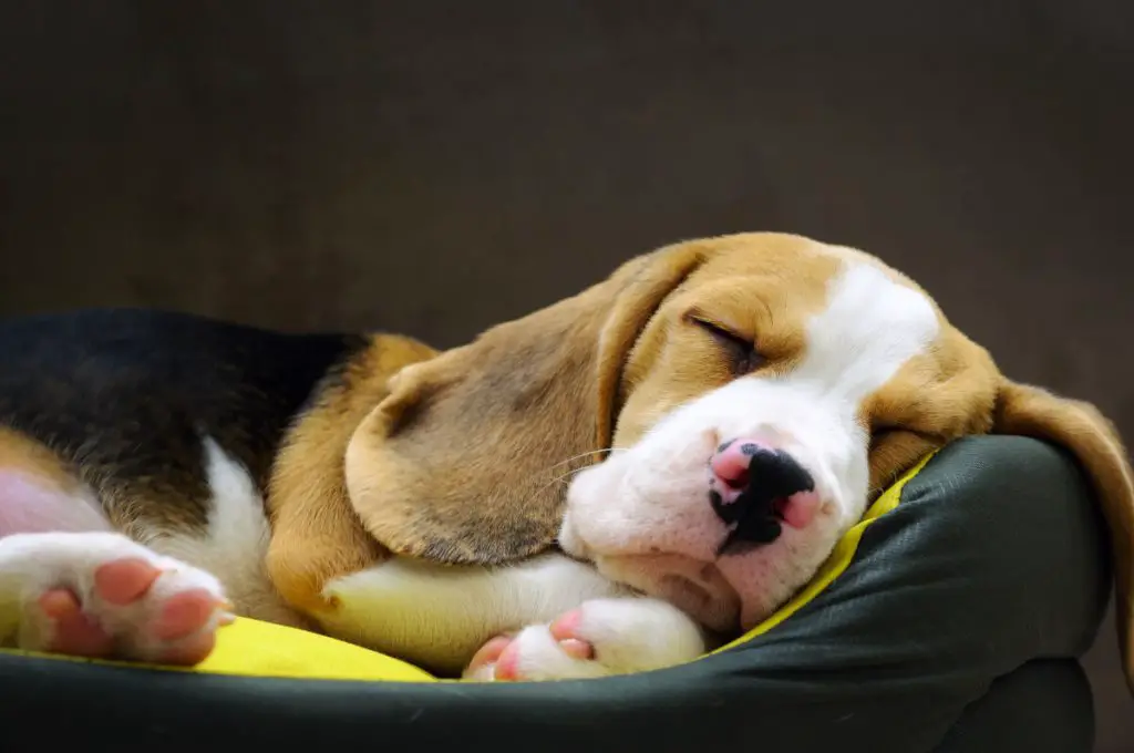 Beagle i ortopedisk hundbädd