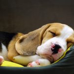 Beagle i ortopedisk hundbädd