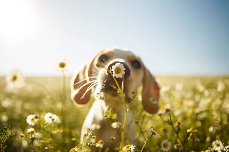 Hund bland blommor