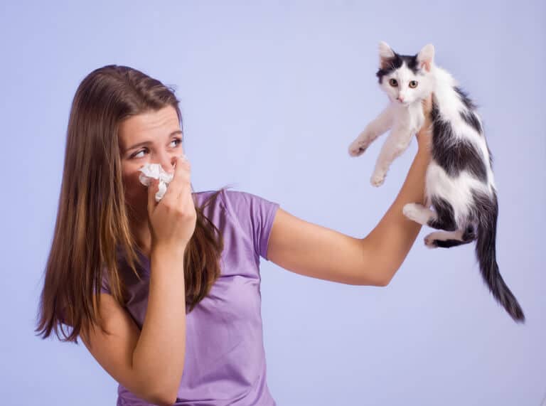 Katt allergi