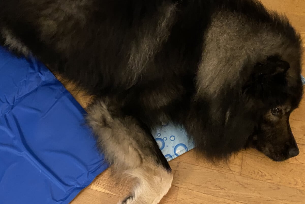 Bästa kyldynan för hundar