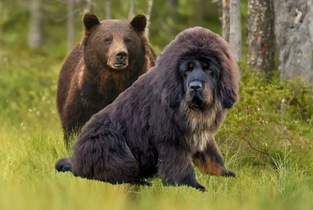Hundar som ser ut som björnar mastiff