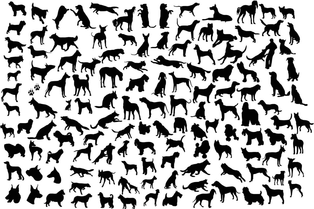 Blandras eller renrasig hund siluetter