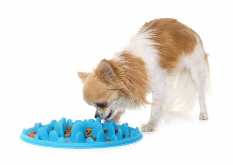 Få hunden att äta långsammare med en slow feed-matskål