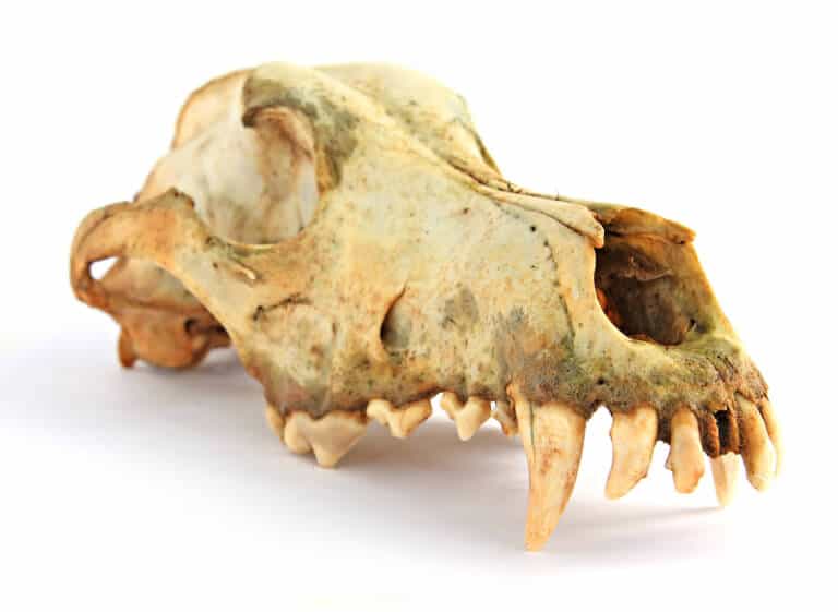 Hundskalle skelett