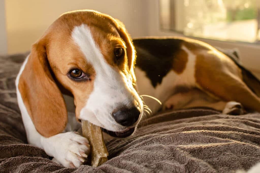 Bästa tuggbenen beagle hund