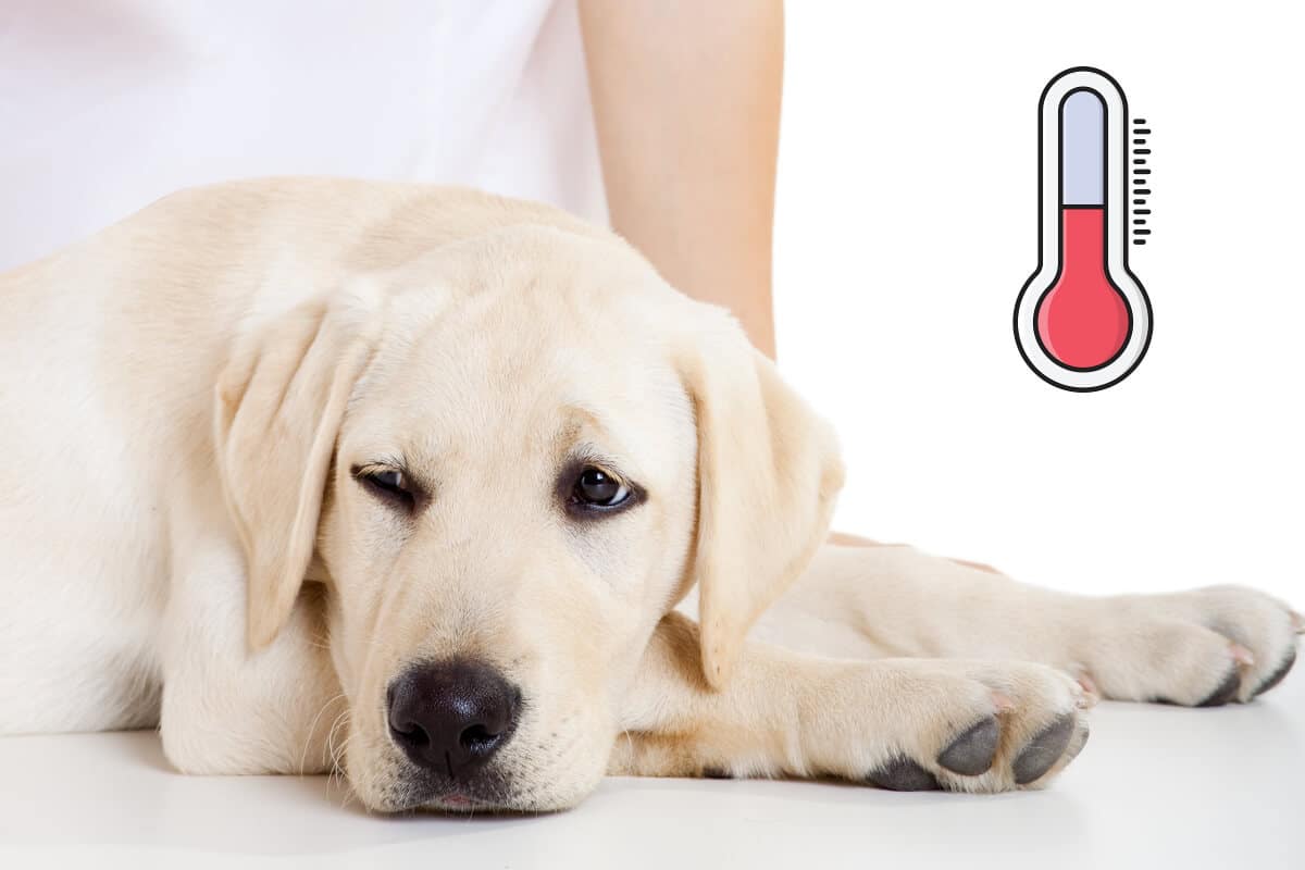 Hur vet om en hund har feber? tar tempen - Hund24