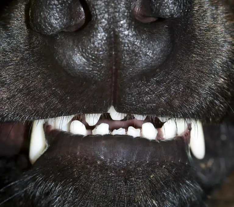 Vuxen hund tänder