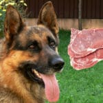 Hundar allätare eller köttätare omslagsbild