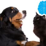 Hundar smartare än katter omslagsbild