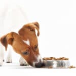 Hundfoder jack russell terrier omslagsbild