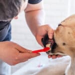 Hur borsta tänderna på hund omslagsbild