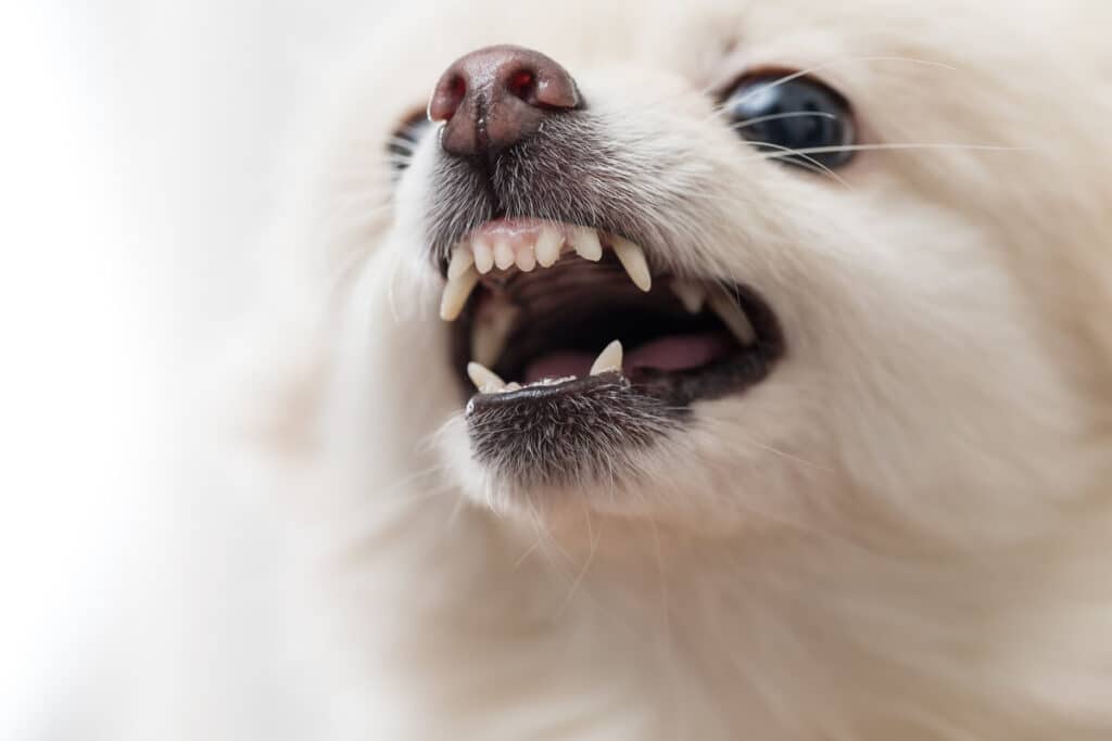 Hur många tänder har en hund omslagsbild
