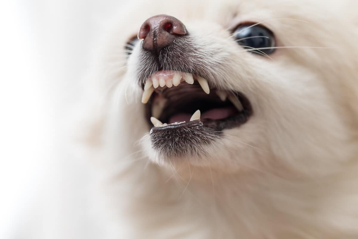 Hur många tänder har en hund som vuxen respektive valp? - Hund24