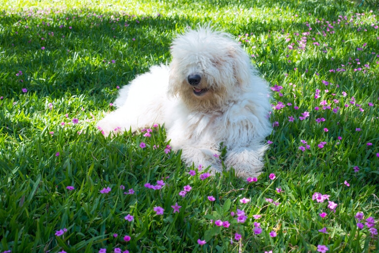 Komondor hund i gräs