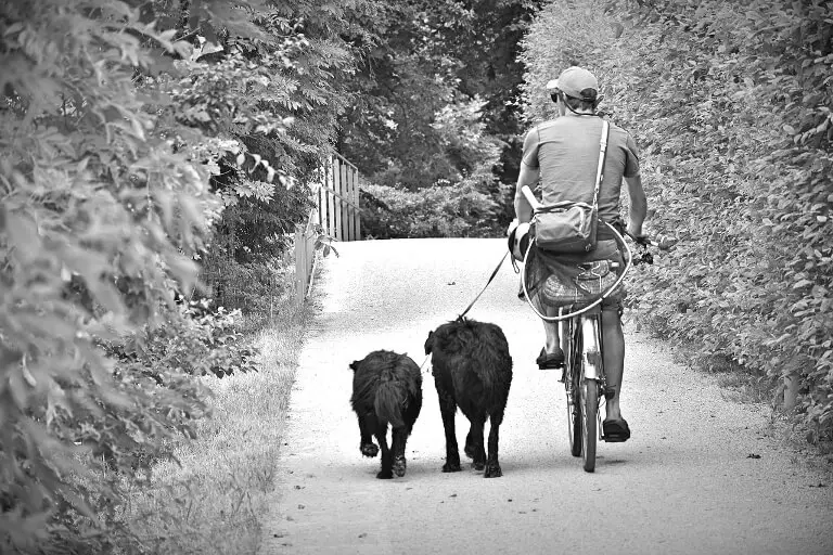 Man som cyklar med två hundar