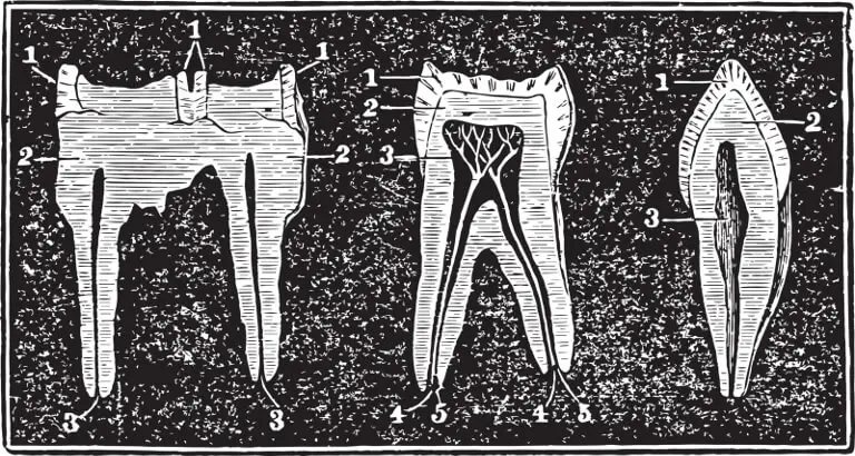 Jämförelse av tänder på häst, människa och hund