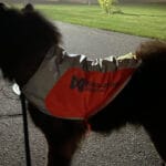 Non-stop dogwear Reflection Blanket reflexväst i mörker