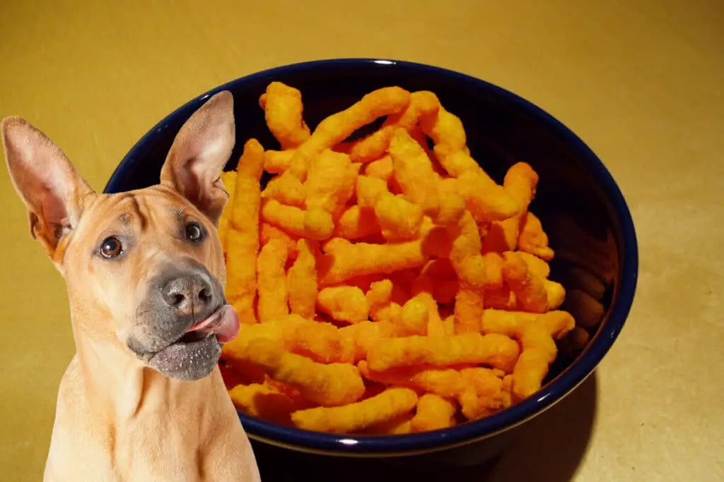 Hund äta ostbågar omslagsbild