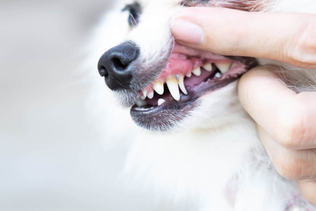 Ta bort tandsten hund omslagsbild