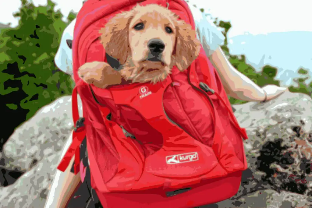 Bästa ryggsäcken för hundägare omslagsbild