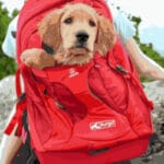 Bästa ryggsäcken för hundägare omslagsbild