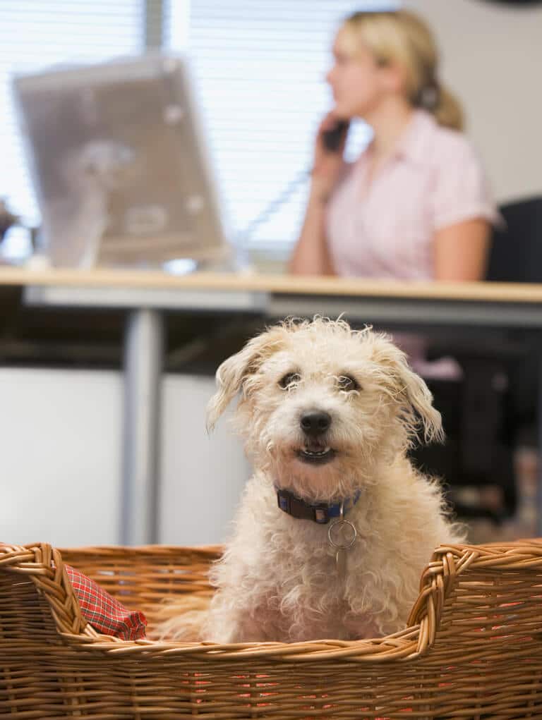 Hund när man jobbar på kontor
