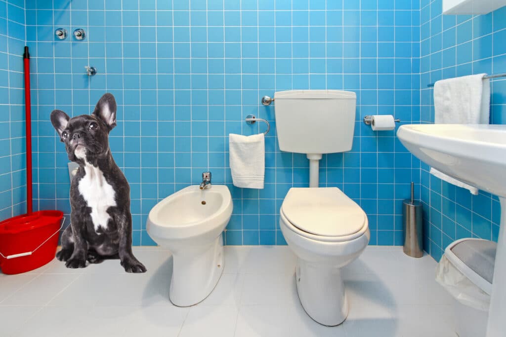 Varför följer hunden med in på toaletten omslagsbild
