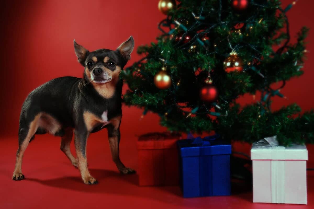 Hund och julgran