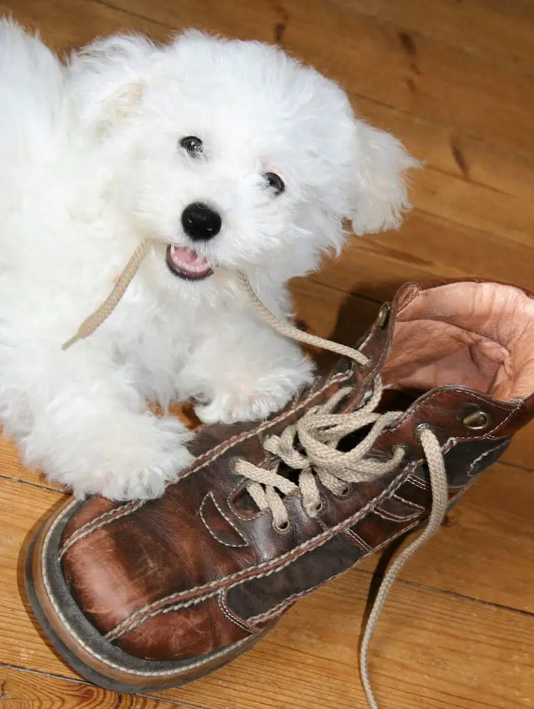 Hund som tuggar på en sko